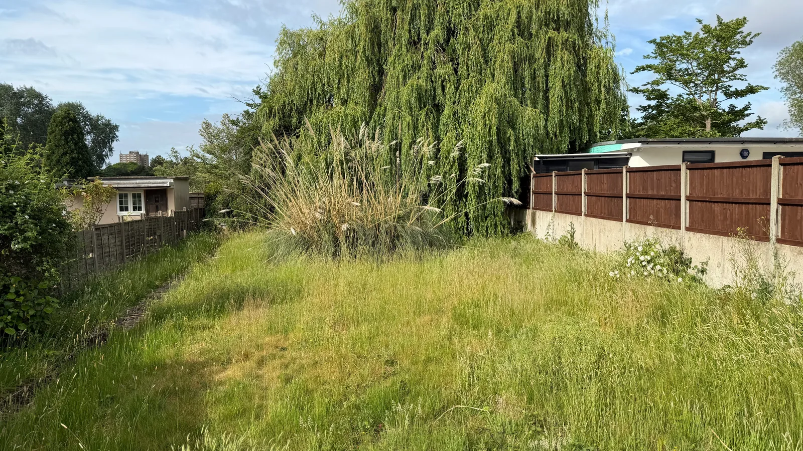 Before: an overgrown backyard with long grass, a large weeping willow, ornamental grasses, and a brown panel fence
