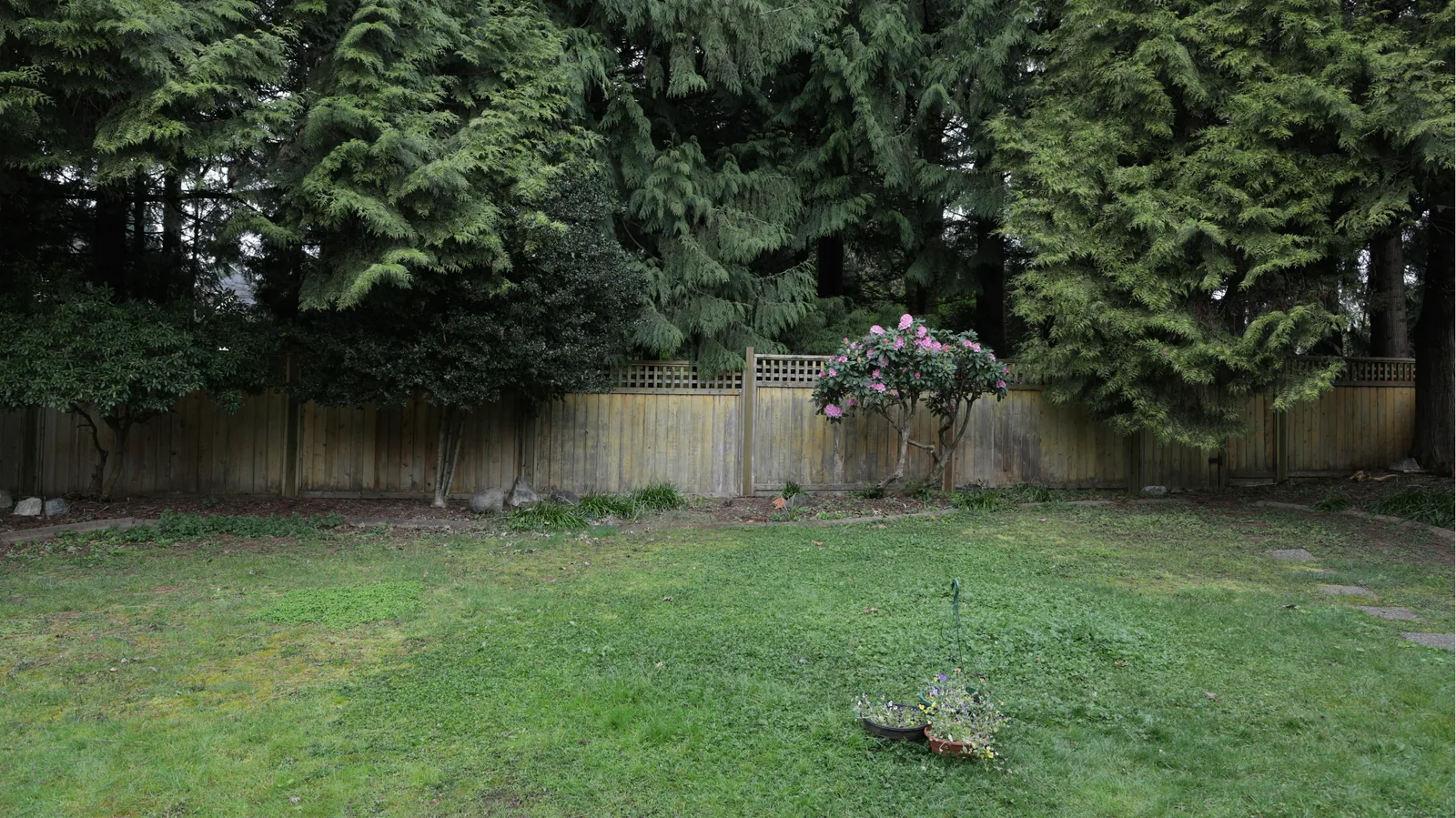 Before: a shady backyard with tall evergreens, a wood fence, a flowering rhododendron, and a patchy lawn